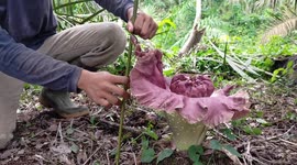 Incredibly beautiful, smelly, and rare 'suweg' flower surfaces in Indonesia
