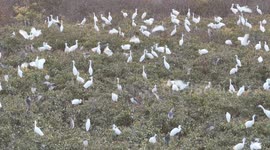 Tens of thousands of egrets, grey herons congregate in Suqian, China