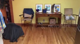 a boy crawling under a blanket gets followed around by his cat