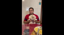Cute Puppy Dancing and having fun