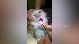 Pet cat rushed to vet after choking on fish bone