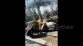 Man detained after breaking into Chinese zoo enclosure to 'tease' panda