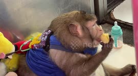 Meet Godzilla the obese monkey, and get to know his heartwarming story