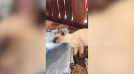 Funny pet cat sleeps like it is dead as head flops onto pillow