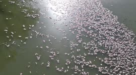 Heatwave kills millions of fish in Australia's New South Wales