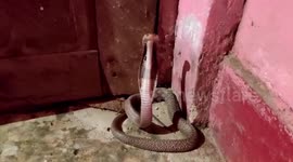 Snake rescued after it strayed into house in central India
