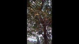 Indian Mom Cat teaches her cute kittens on Tree Climbing up & down