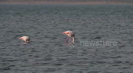 Flamingos Roost And Forage in A Salt Lake Pool in Yuncheng, China