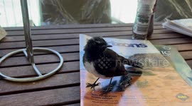 Enchanting Willie Wagtails drop in for coffee and company, then dive-bomb a cawing Raven