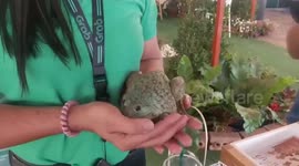Locals have bizarre competition comparing the size of their FROGS