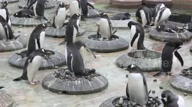 Male penguins search for the perfect pebble to woo female birds with as mating season begins