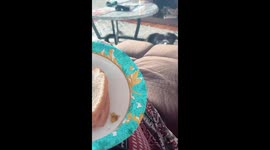 Dog peeping up to get a better view of the sand which