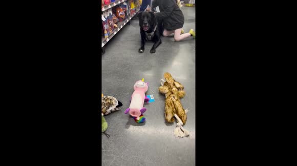 Dog picks out the unicorn when given options