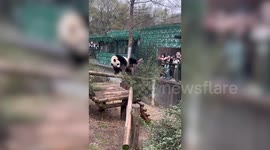 Twerking panda thrills onlookers by scratching off itchy backside