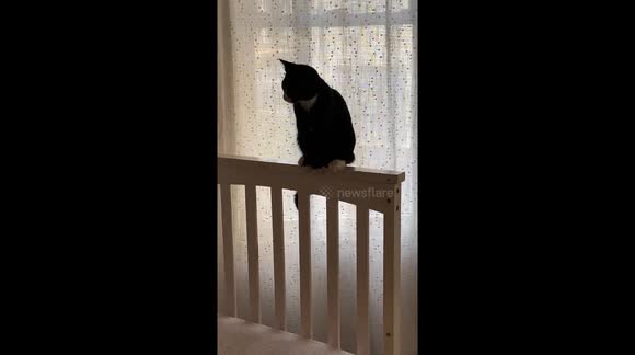 Silly black and white cat balancing on crib railing and trying to catch its tail