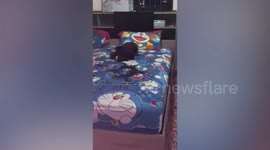 Hundreds of bees swarm resident's Doraemon bed sheet