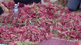 Locals make decorations with red flowers ahead of Songkran festival in Thailand