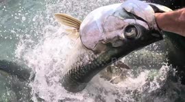 Canadian Dad REALLY Loves Tourist Destination in the Florida Keys...