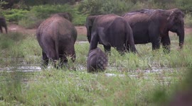 baby elephants are playing in the water and enjoy their family