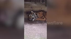 Emaciated animals found at neglected zoo in the Philippines