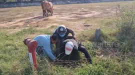 Villagers help pull baby cow stuck under narrow hole