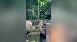 Stray cat enters enclosure to visit best friend capybara at zoo in Malaysia