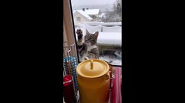 Tommy the Cat's Snowy Adventure: A Hilarious Window Scratching Incident in Norway