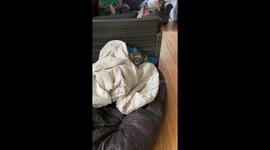 Freezing rain outside my Alaskan Malamutes stayed indoors wrapped up in duvets