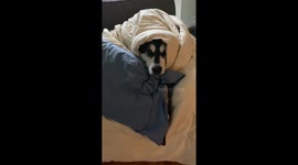 Our Alaskan Malamute Dotty was not convinced that the freezing rain outside had stopped and refused to get up for her walk