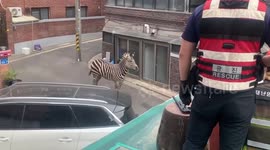 Escaped zebra causes traffic chaos after breaking free from Seoul zoo