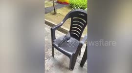 Friendly wild crow plays with pupils at school in Malaysia