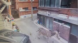 Escaped zebra causes traffic chaos after breaking free from Seoul zoo