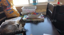 'Marley, you have to share!' - Grumpy cat won't return playing card to owner