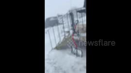 Dog laying in snowdrifts during snowstorm in Manitoba, Canada