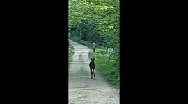 A baby moose just walking down a back road in front of our car