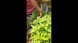 Indian housewife collects vegetables from the outdoor garden in polythene