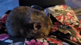Hamster gets annoyed with owner for disturbing her sleep!