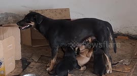 Stray mama dog nursing her adorable puppies in an abandoned building