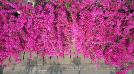 Spring Scenery In Nanning, China