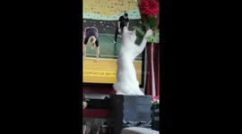 A cat knocks over a vase of flowers in the ecstasy of training.