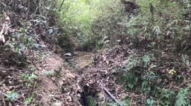 How you collect water. In our Country in the jungle we collected water in this way.