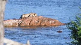 Angry hippo attacks lion stranded on rock in middle of river