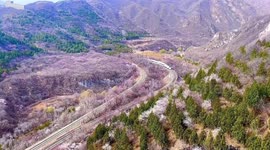 Train travels into sea of flowers at foot of the Great Wall in China