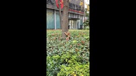 Two cutee stray cats play vanishing magic trick in a greenbelt by roadside in eastern China