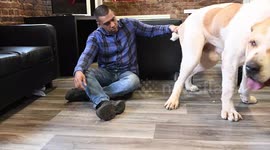 'My pet dog is so big people mistake him for a pony or a lion'