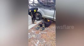 Python caught after slithering under pickup truck while driver was sleeping