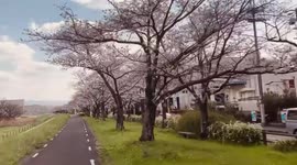 Japan: Cherry Blossoms Reach Full Bloom Across Country 3