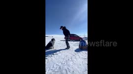 Adorable border collie holds rope so owner can skip over it