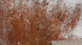 Dozens of worker ants carries lizard's tail across wall