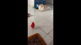 Fiery, fiesty red chick hilariously chases cat